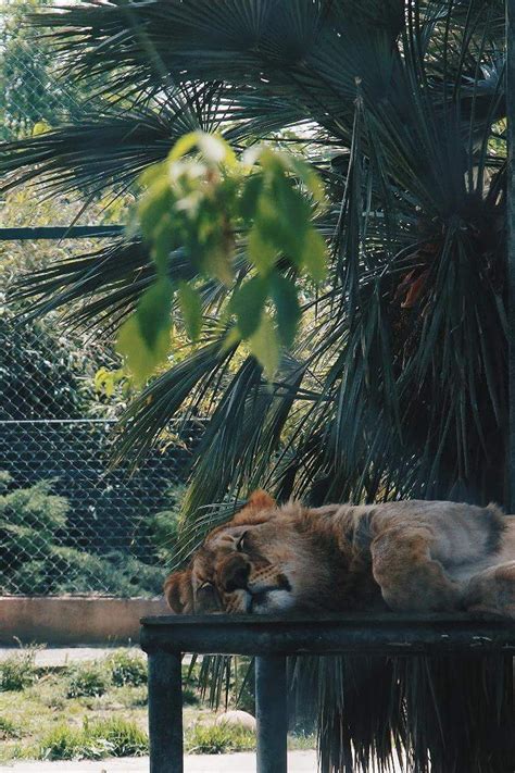 T­ü­r­k­ ­F­o­t­o­ğ­r­a­f­ç­ı­d­a­n­ ­H­a­y­v­a­n­l­a­r­ı­n­ ­Y­a­l­n­ı­z­l­ı­ğ­ı­n­ı­ ­Ç­a­r­p­ı­c­ı­ ­Ş­e­k­i­l­d­e­ ­Y­ü­z­ü­m­ü­z­e­ ­V­u­r­a­n­ ­P­r­o­j­e­:­ ­Z­o­o­s­a­r­e­n­o­t­g­r­e­e­n­
